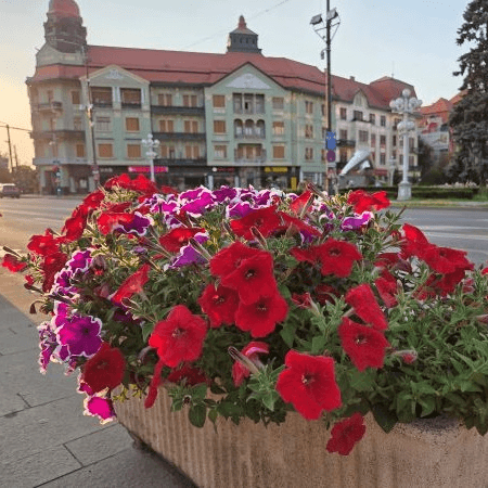 Timișoara
