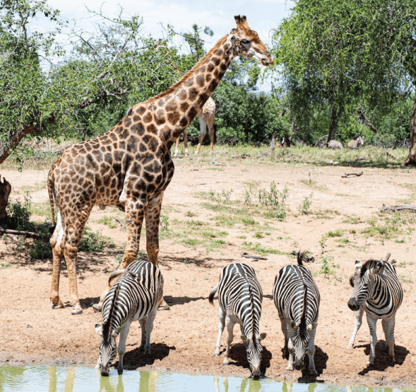 Animale de tot felul